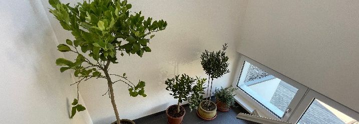 Für die Wintermonate ins Treppenhaus gestellte Olivenbäume.